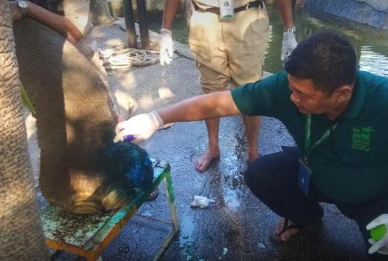 ပုံစာ- ဆင်မကြီးမိုမိုကို ဆေးဖျန်းခြင်း၊ဆေးရည်စိမ်ခြင်းတို့ဖြင့် ပြုစုစောင့်ရှောက်ပေးနေစဉ်(ဓာတ်ပုံ - Yangon Zoo)